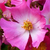 Pink - Ground cover rose - Fil des Saisons ®
